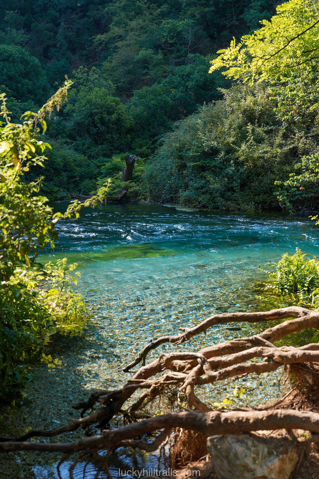 Turquoise crystal-clear water of the Blue Eye spring in a forest with intertwined tree roots