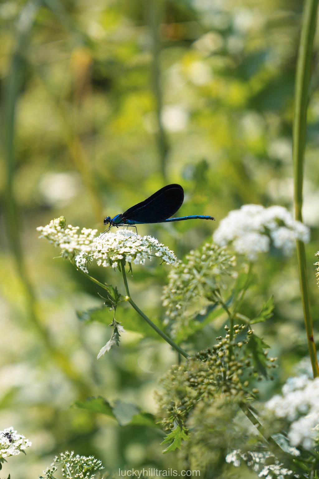 A blue-winged dragonfly on white wildflowers near the Blue Eye spring