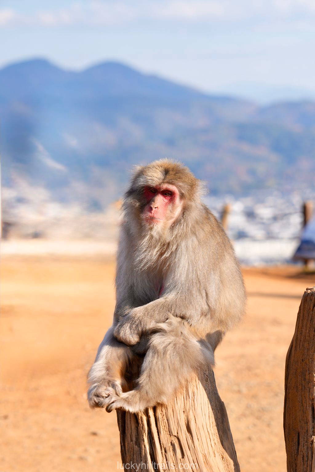 Japanese macaque sitting on a wooden post against the backdrop of mountains and the Oi River, Iwatayama Monkey Park, Arashiyama