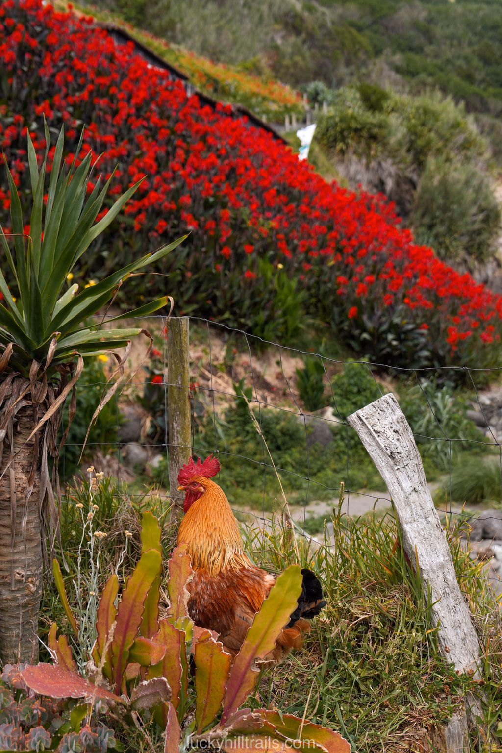Rooster among red flowers near Praia dos Moinhos beach, São Miguel island, Azores