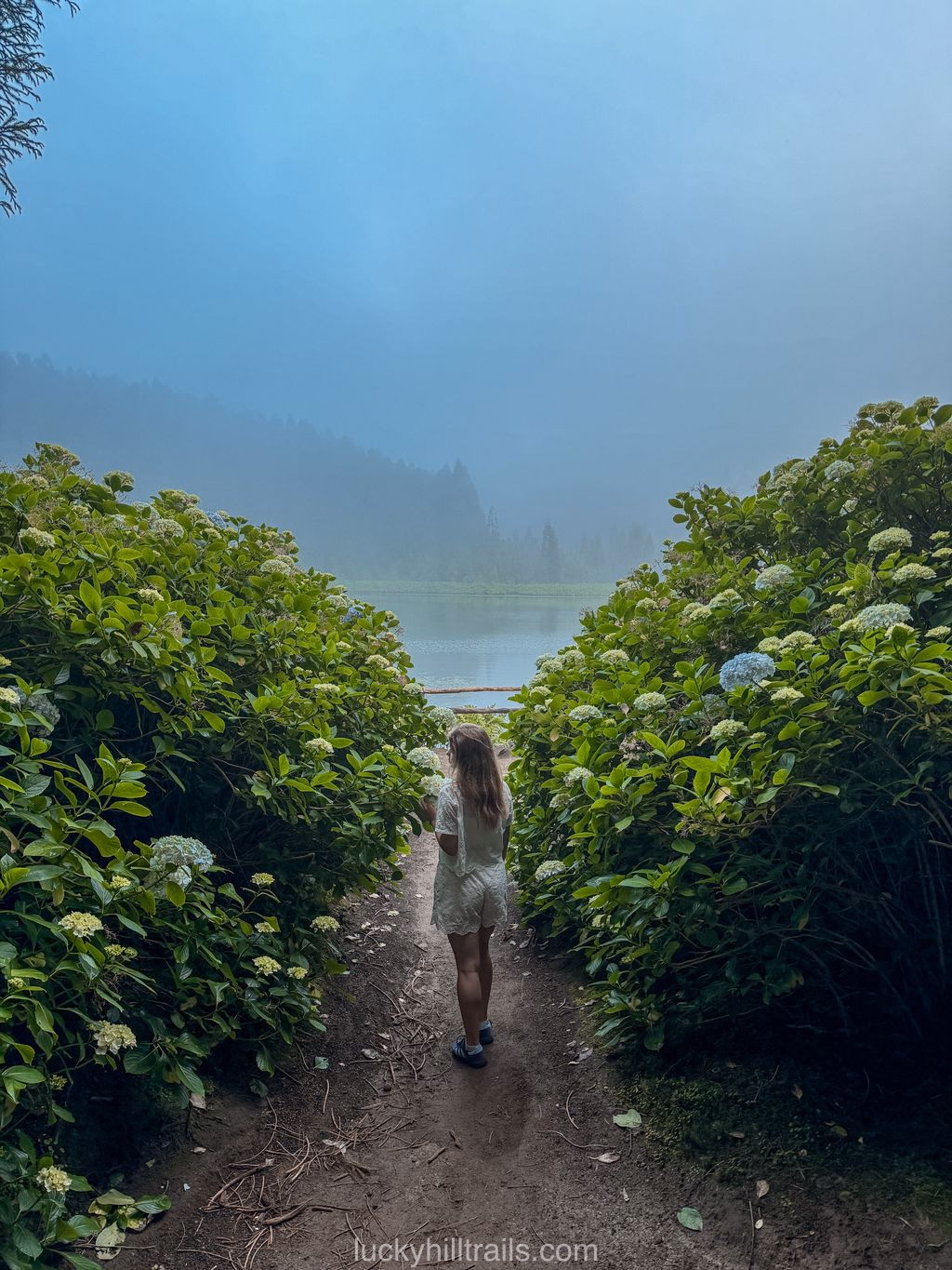 Hydrangea-lined trail through the Mata do Canário forest park to the lagoon, São Miguel, Azores