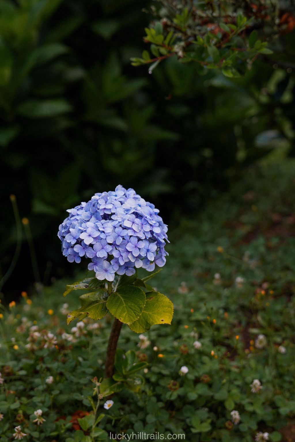 Single hydrangea bloom in close-up on a green meadow, São Miguel island, Azores