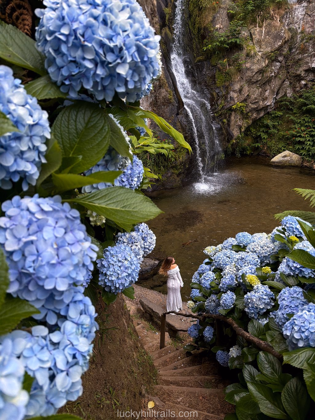 Cascata do Limbo waterfall framed by huge blooming hydrangea bushes, São Miguel, Azores