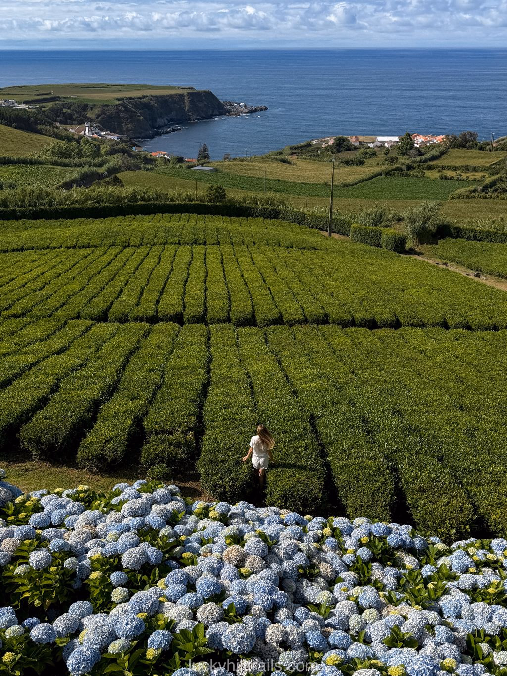 Tea plantation rows and the Atlantic Ocean framed by hydrangeas at Porto Formoso, São Miguel, Azores