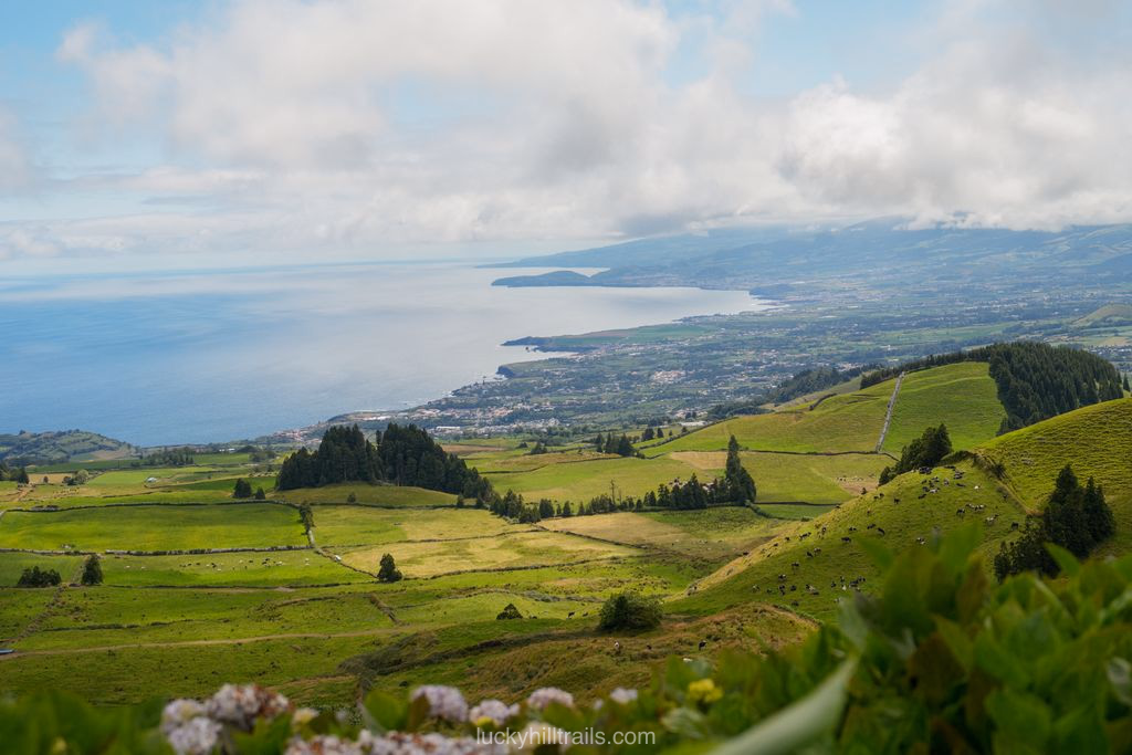 Meadows with cows and the view from Pico do Carvão viewpoint, São Miguel island, Azores