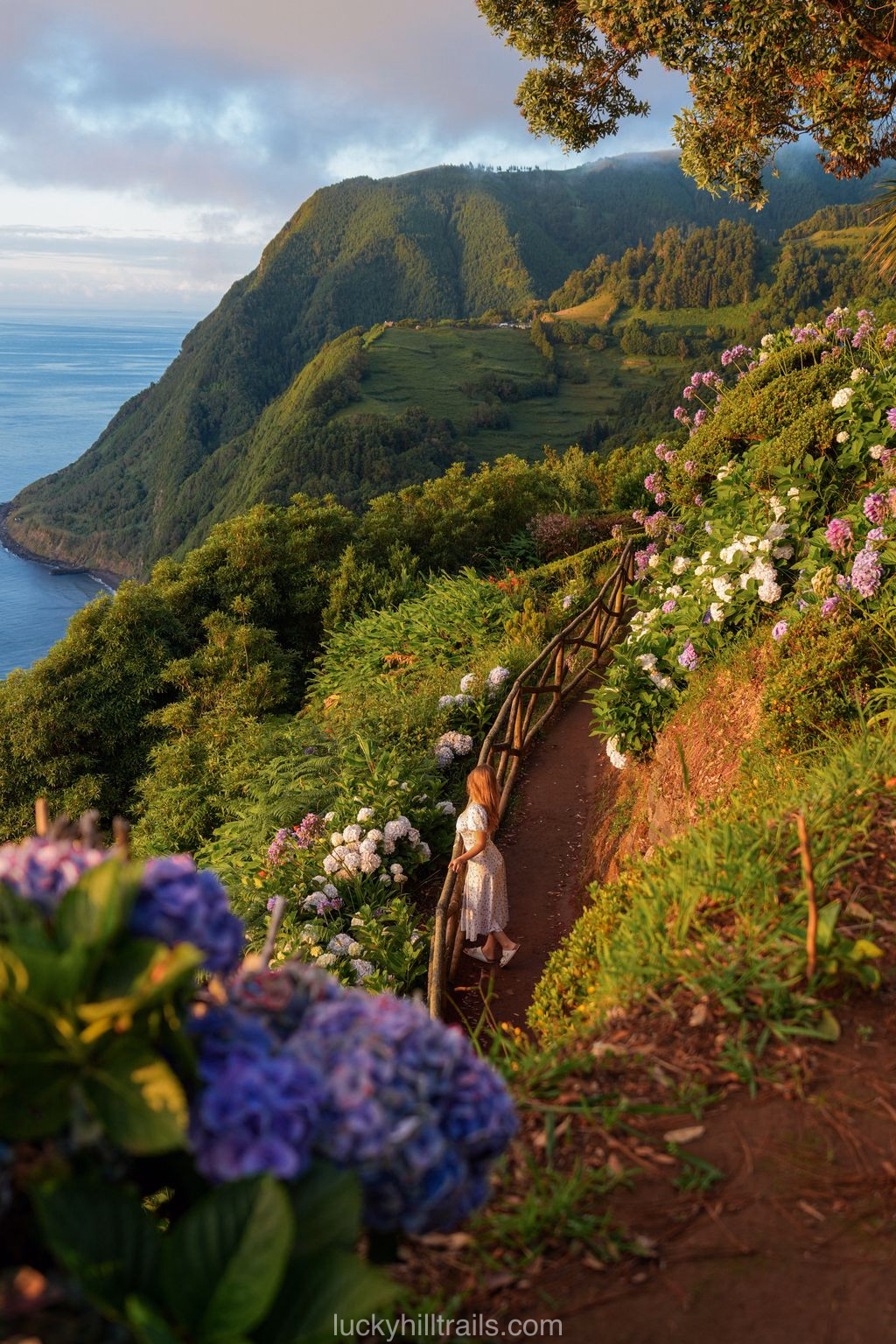 Trail through hydrangeas at Ponta do Sossego viewpoint with a picnic area, São Miguel, Azores