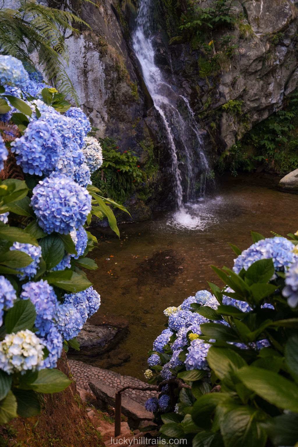 Cascata do Limbo waterfall surrounded by blooming hydrangeas, São Miguel island, Azores