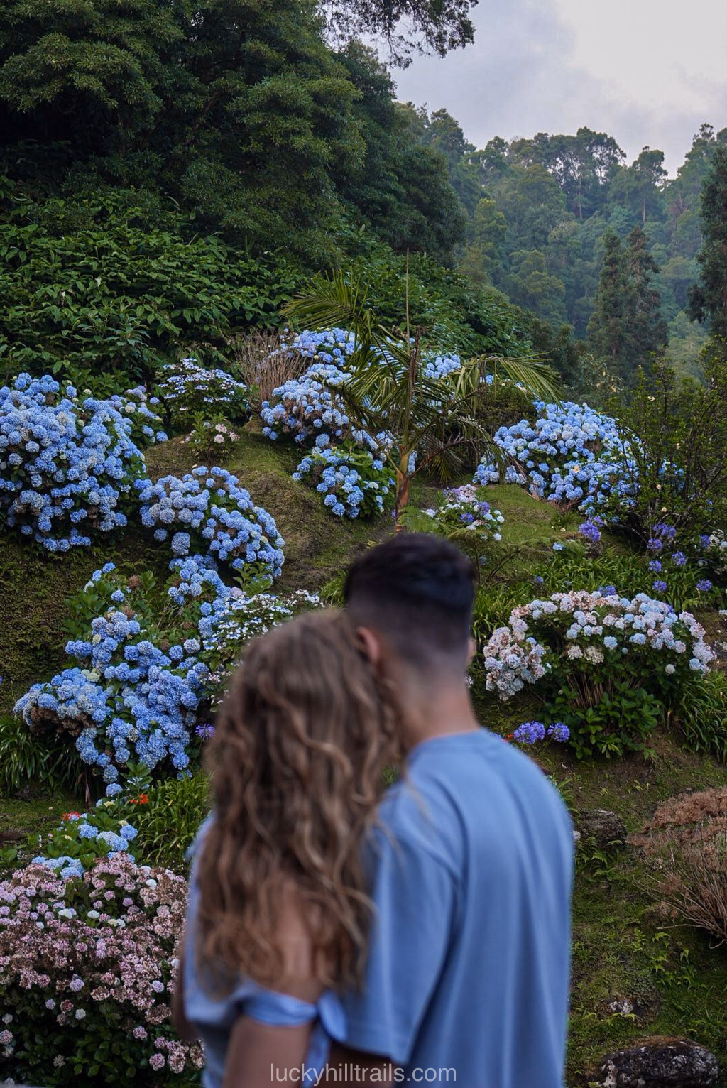 Hydrangeas and stone mills in Ribeira dos Caldeirões park, São Miguel island, Azores