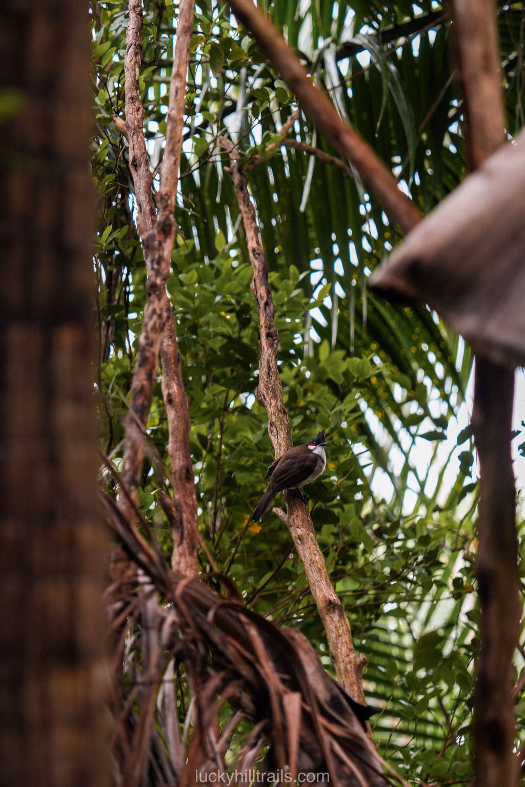 mauritius black river ebony forest