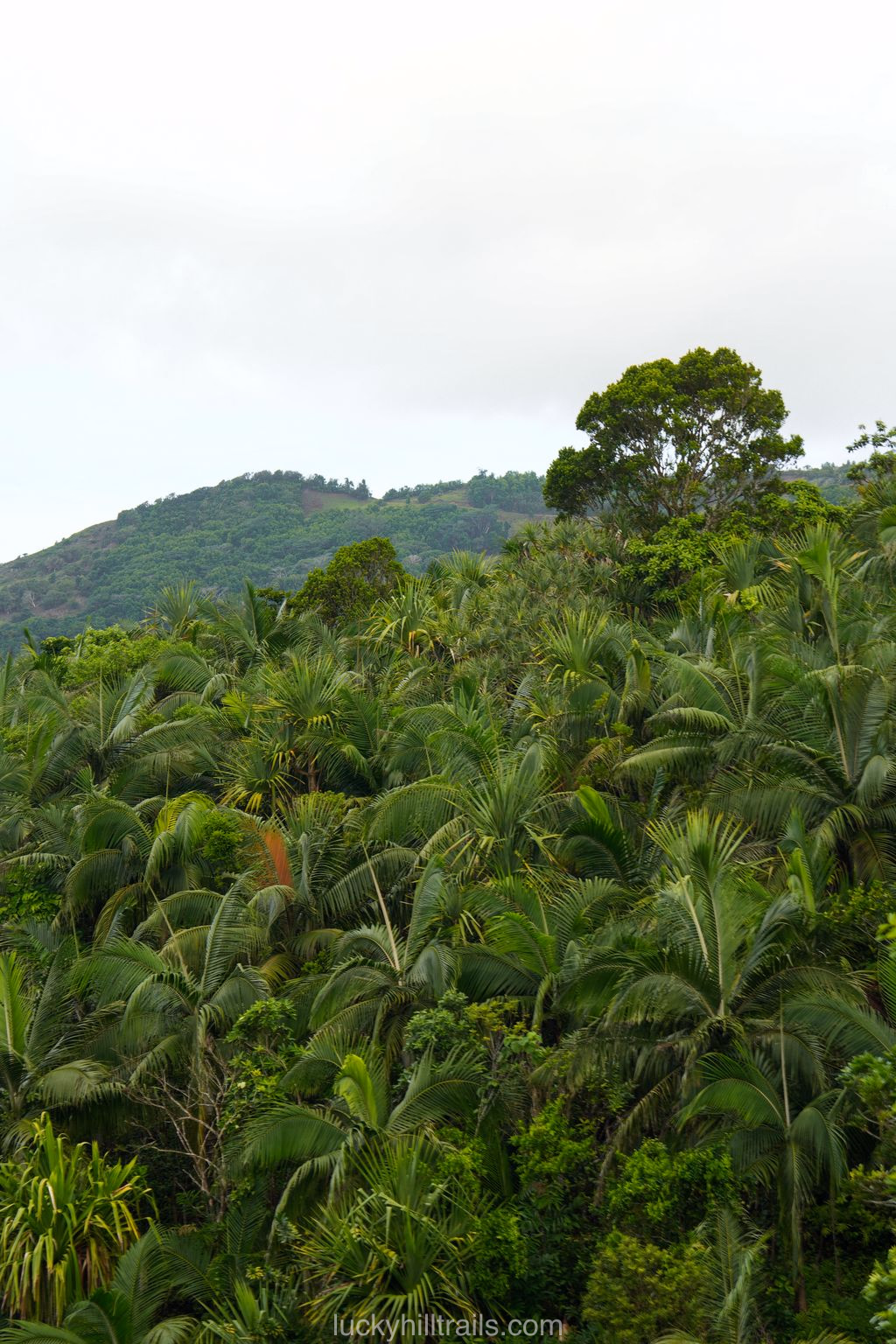 mauritius black river ebony forest
