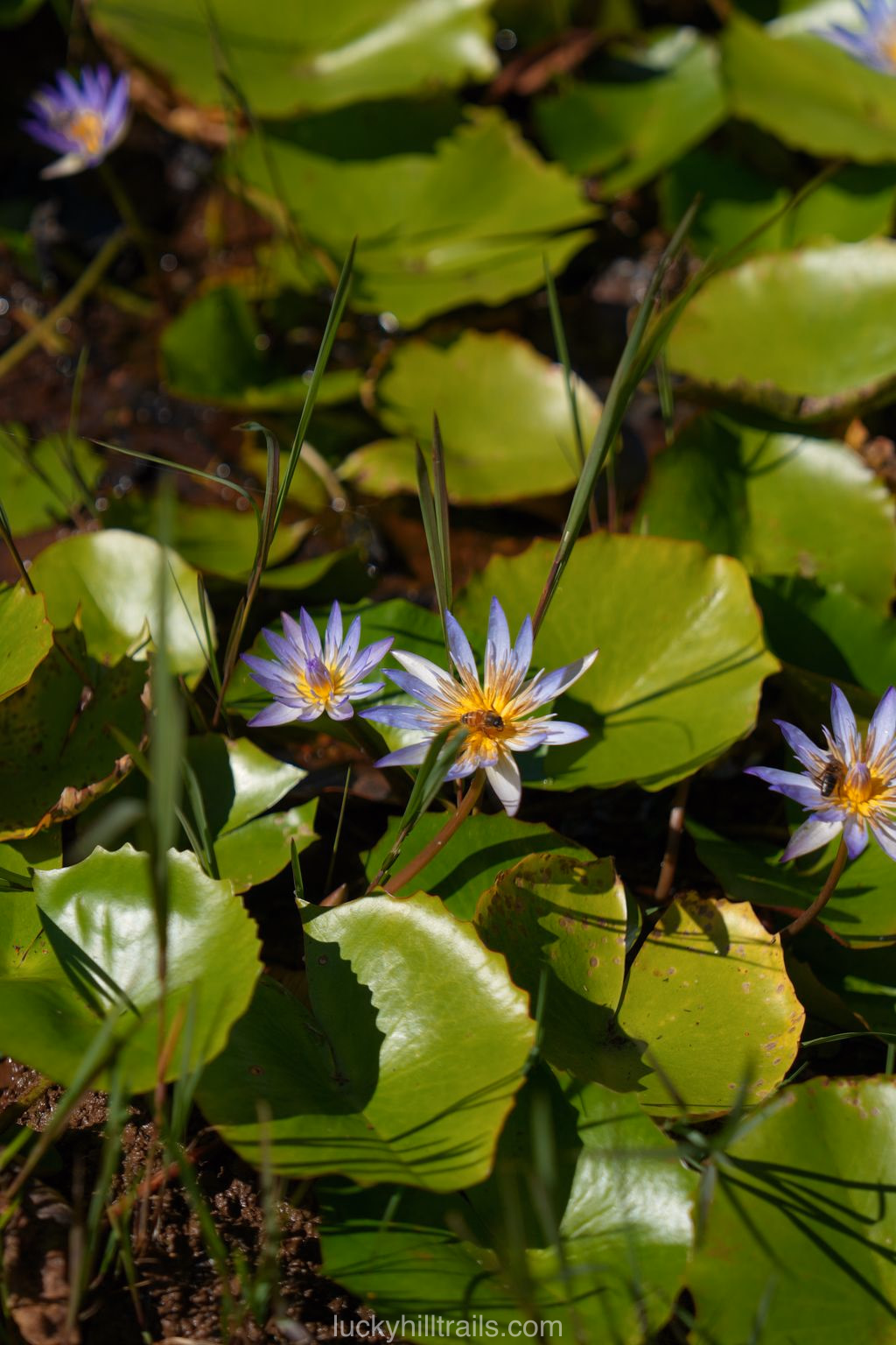 mauritius black river gorges viewpoint