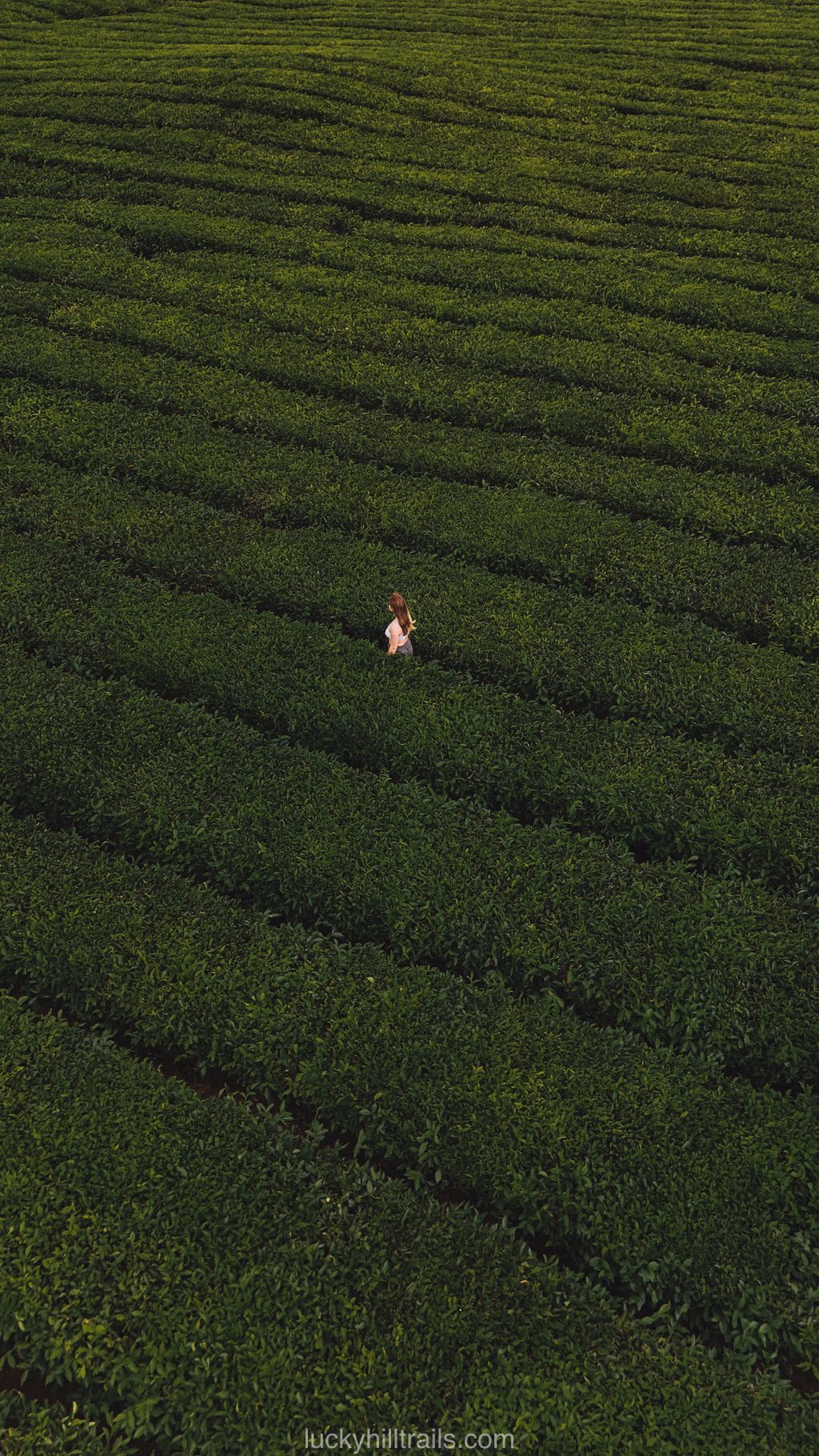 mauritius black river bois chéri tea plantation