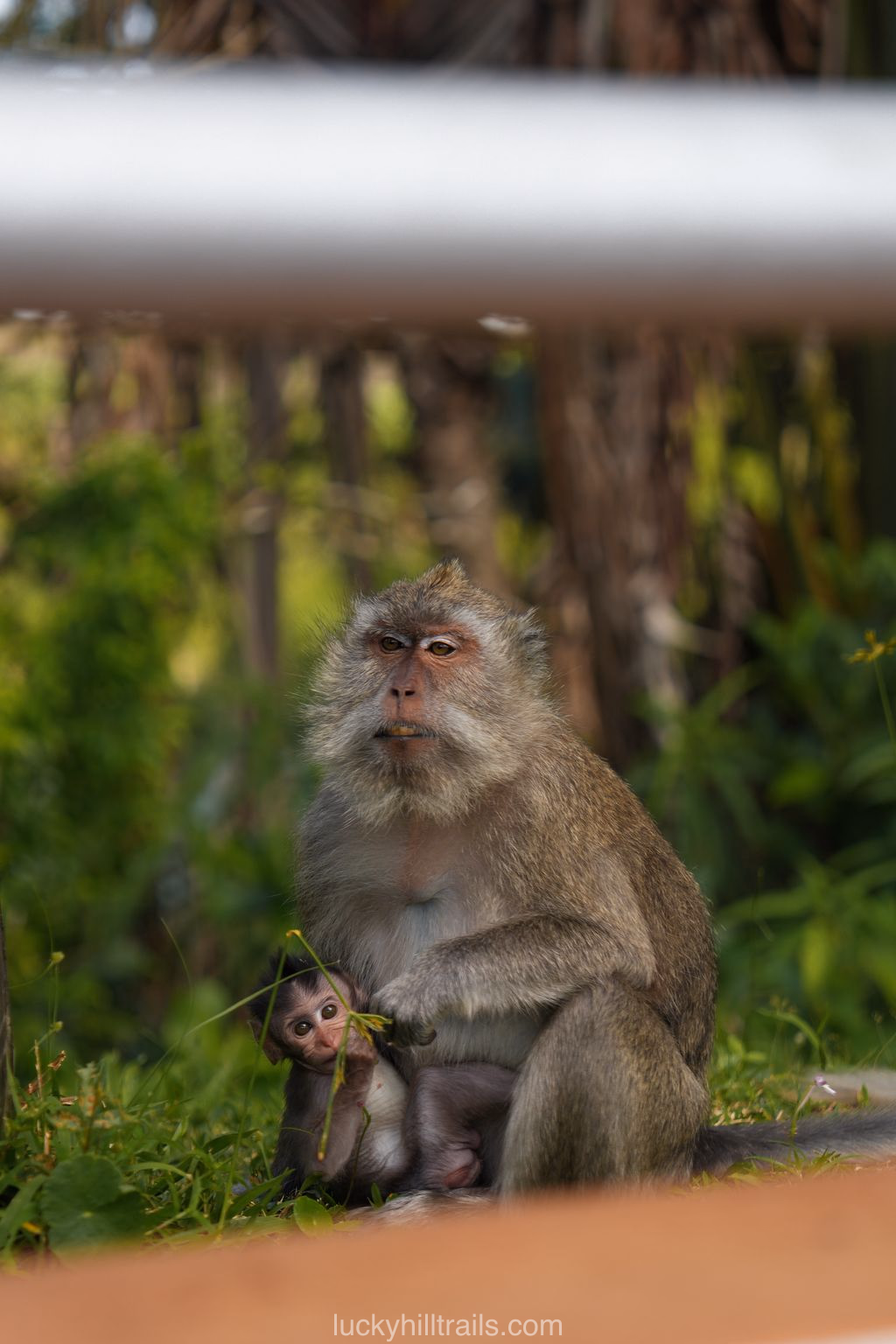 mauritius black river grand bassin