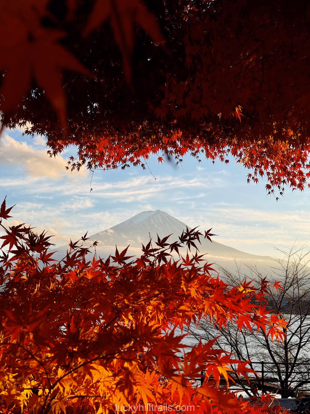 Autumn Momiji Tunnel near Kawaguchiko Lake with a view of Mount Fuji