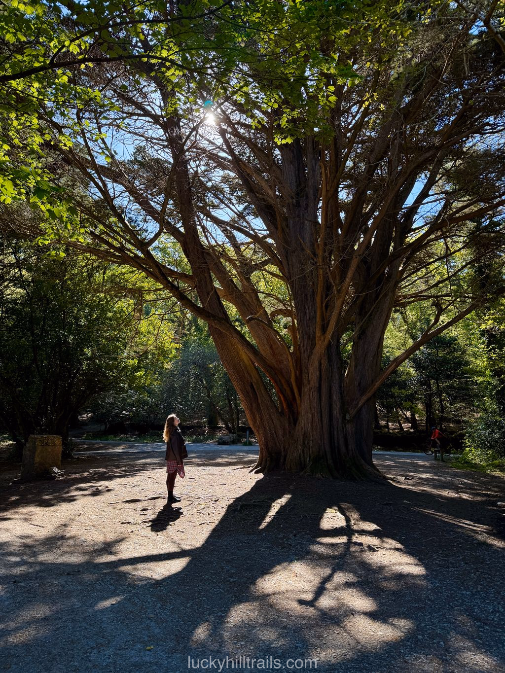 A visitor stands beside a giant ancient yew tree inside the medieval Muckross Abbey, Killarney, Ireland