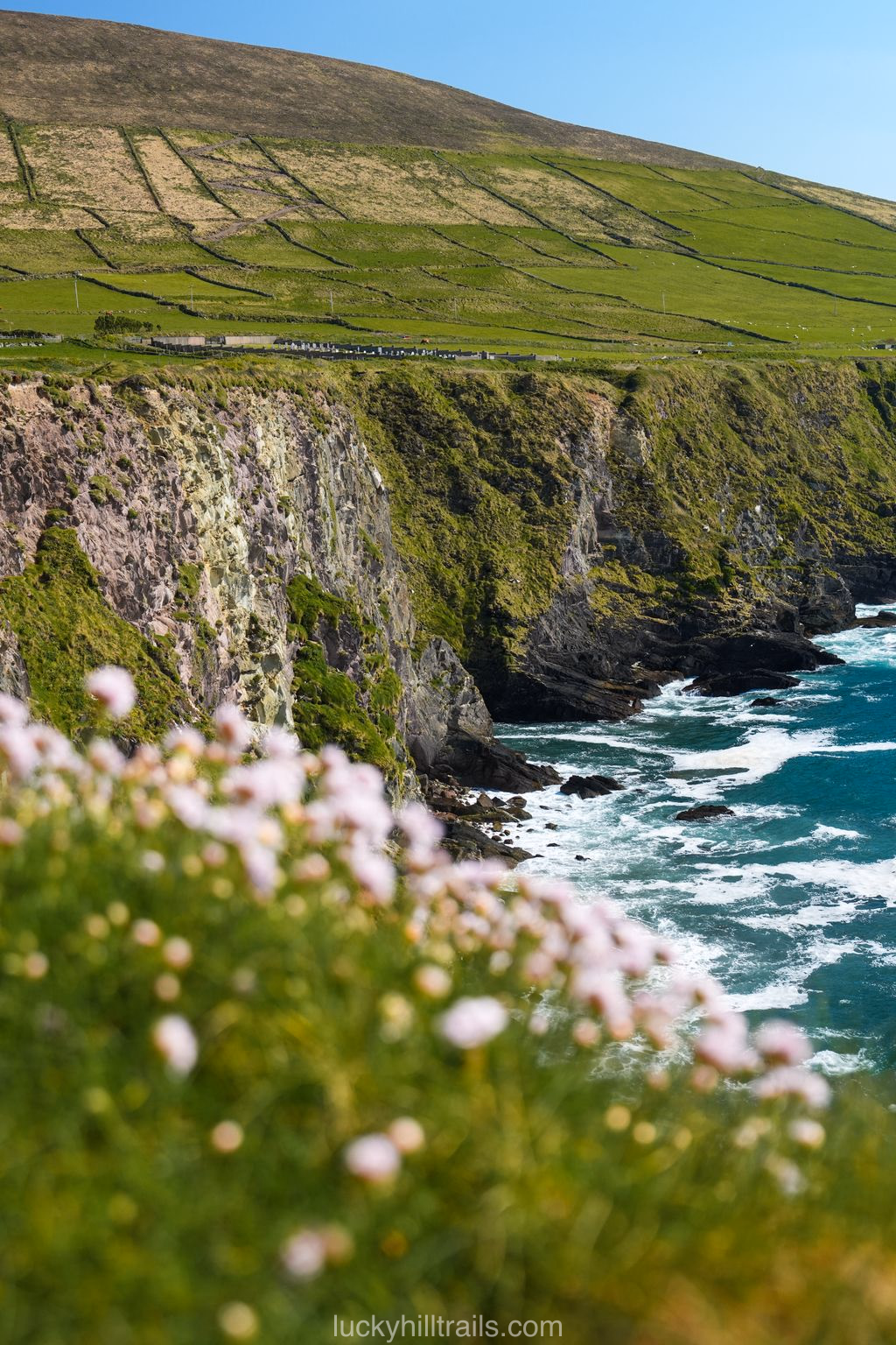 Rocky coastline of the Dingle Peninsula with pink sea thrift in the foreground and terraced green hillsides, Ireland