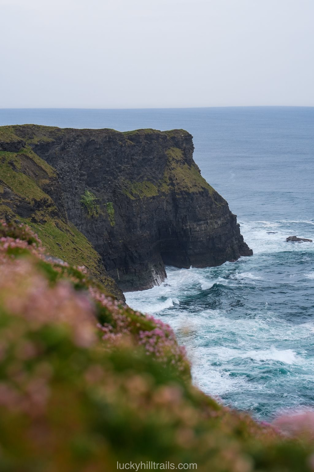 Cliffs of Moher with a vertical drop above the Atlantic and pink flowers in the foreground, wild viewpoint, Clare, Ireland