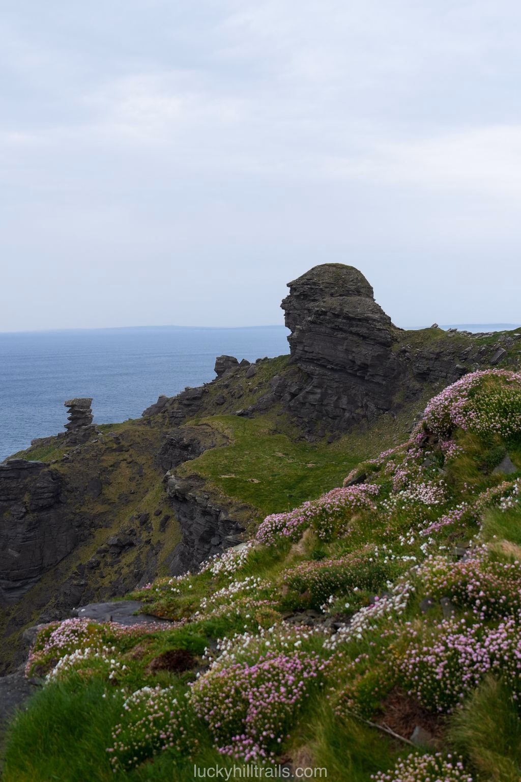 Rocky outcrops at the edge of the Cliffs of Moher with pink and white flowers against the misty Atlantic Ocean, Ireland