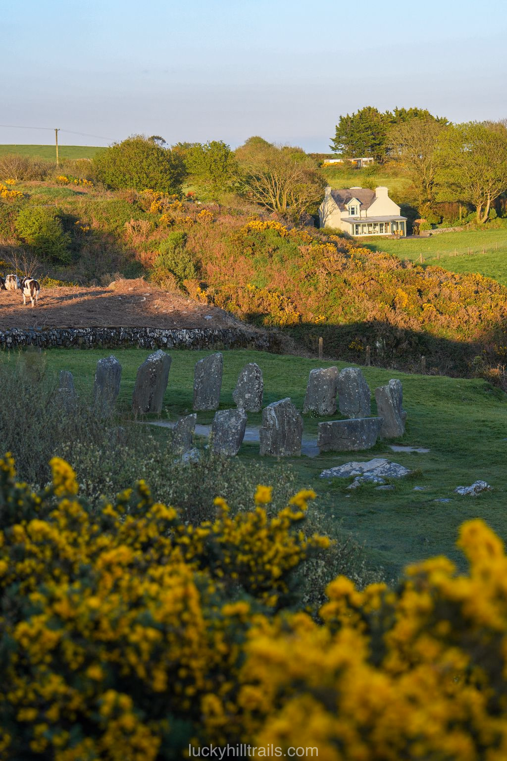 Drombeg Bronze Age stone circle among green fields with yellow flowers in the foreground and a farmhouse in the background, Ireland