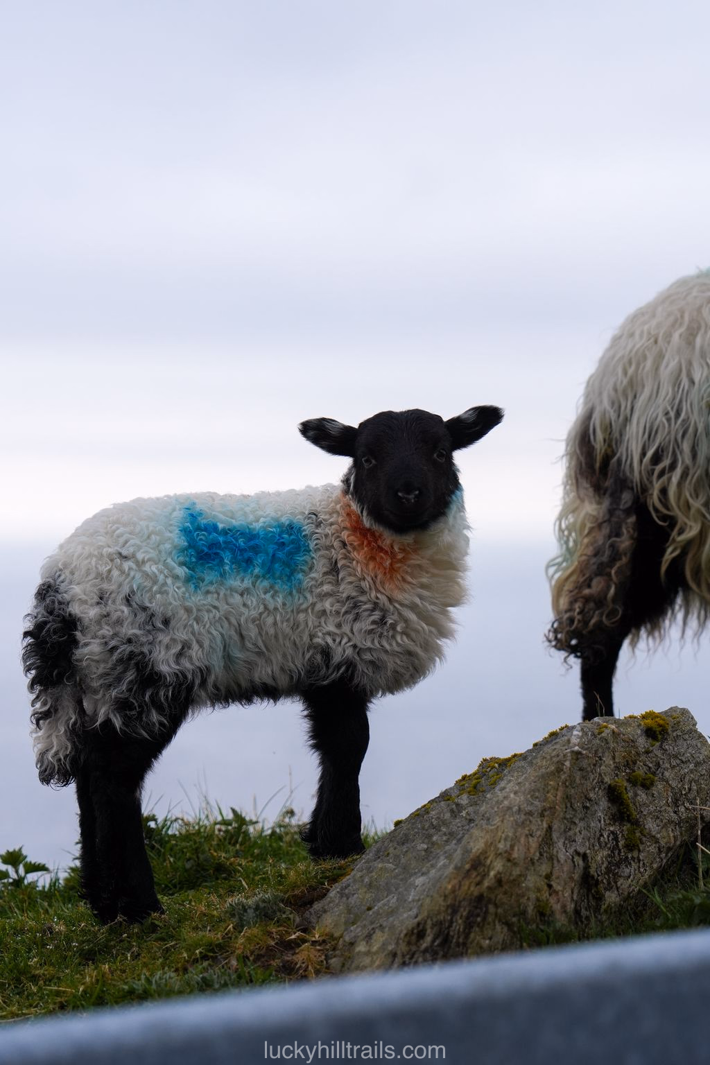 An Irish lamb with a black face and blue marking on its wool, against the misty Atlantic Ocean, Ireland
