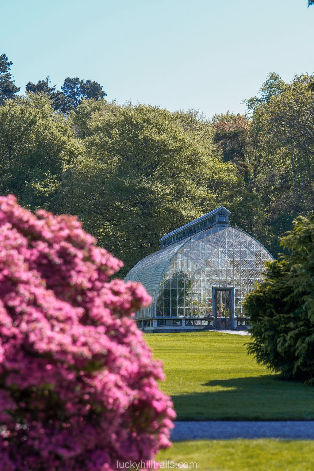 Victorian greenhouse in the Muckross House gardens among green trees and bright pink rhododendrons, Killarney, Ireland