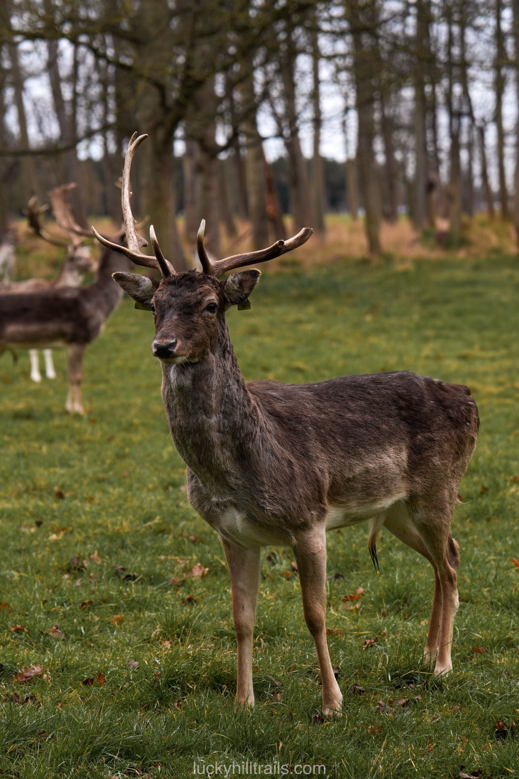 phoenix park deers