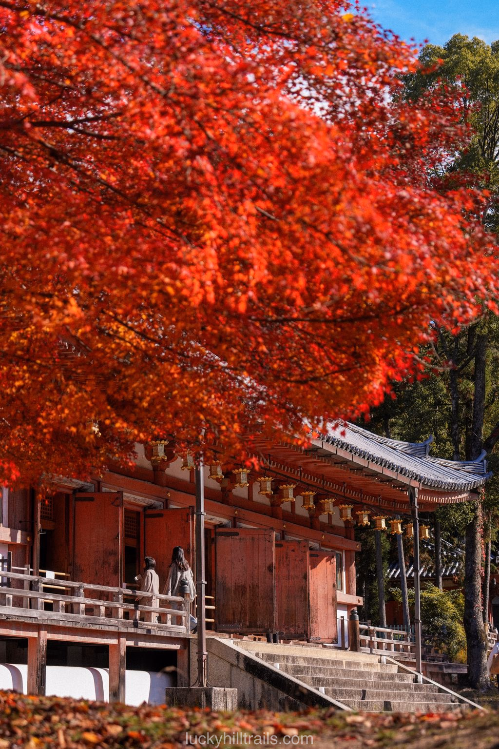 Red maple leaves against a temple building at Daigo-ji in autumn, Kyoto