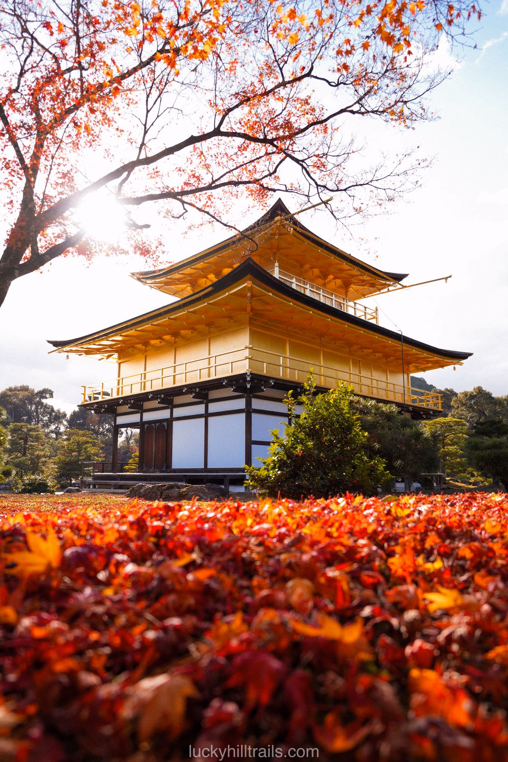 Kinkaku-ji Golden Pavilion among vivid autumn foliage, Kyoto
