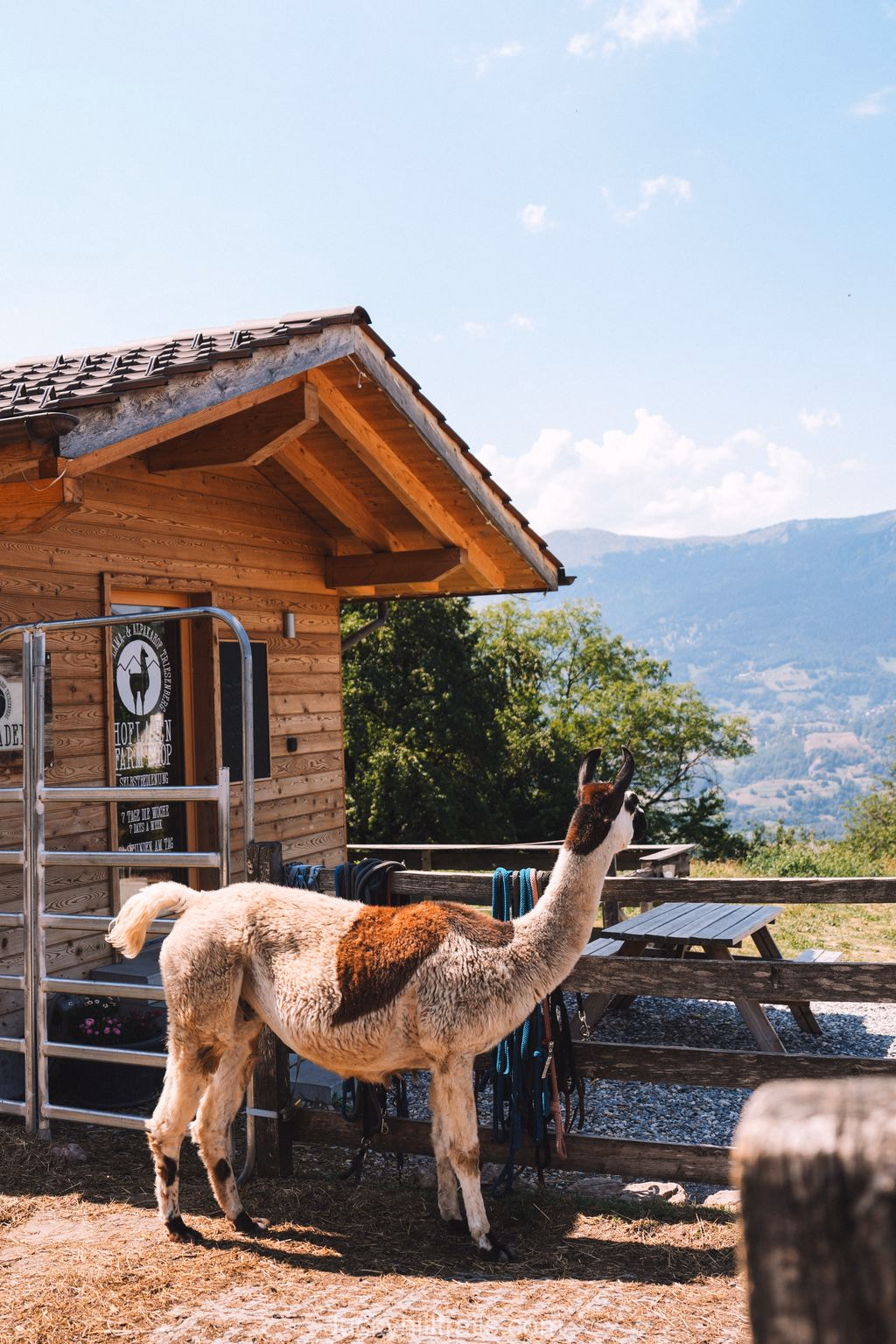 A llama at the Lama- & Alpakahof farm in Triesenberg