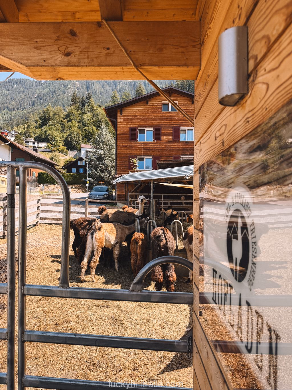 A herd of alpacas and llamas at the Lama- & Alpakahof farm