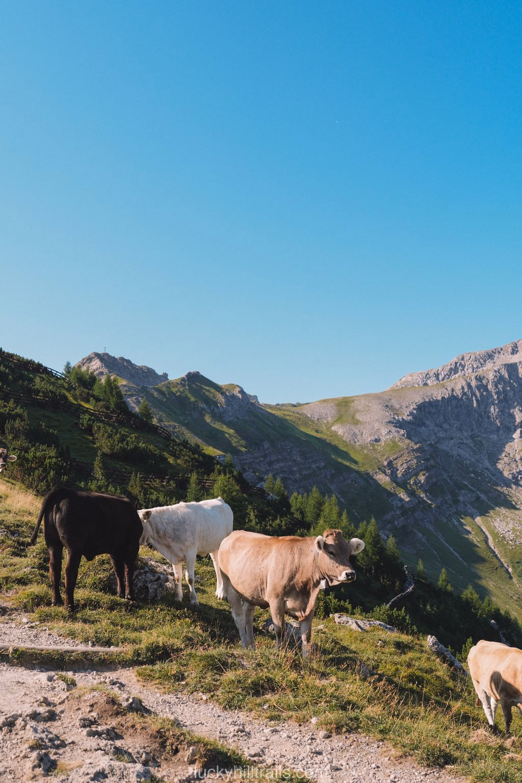 Cows on the Fürstin-Gina-Weg trail