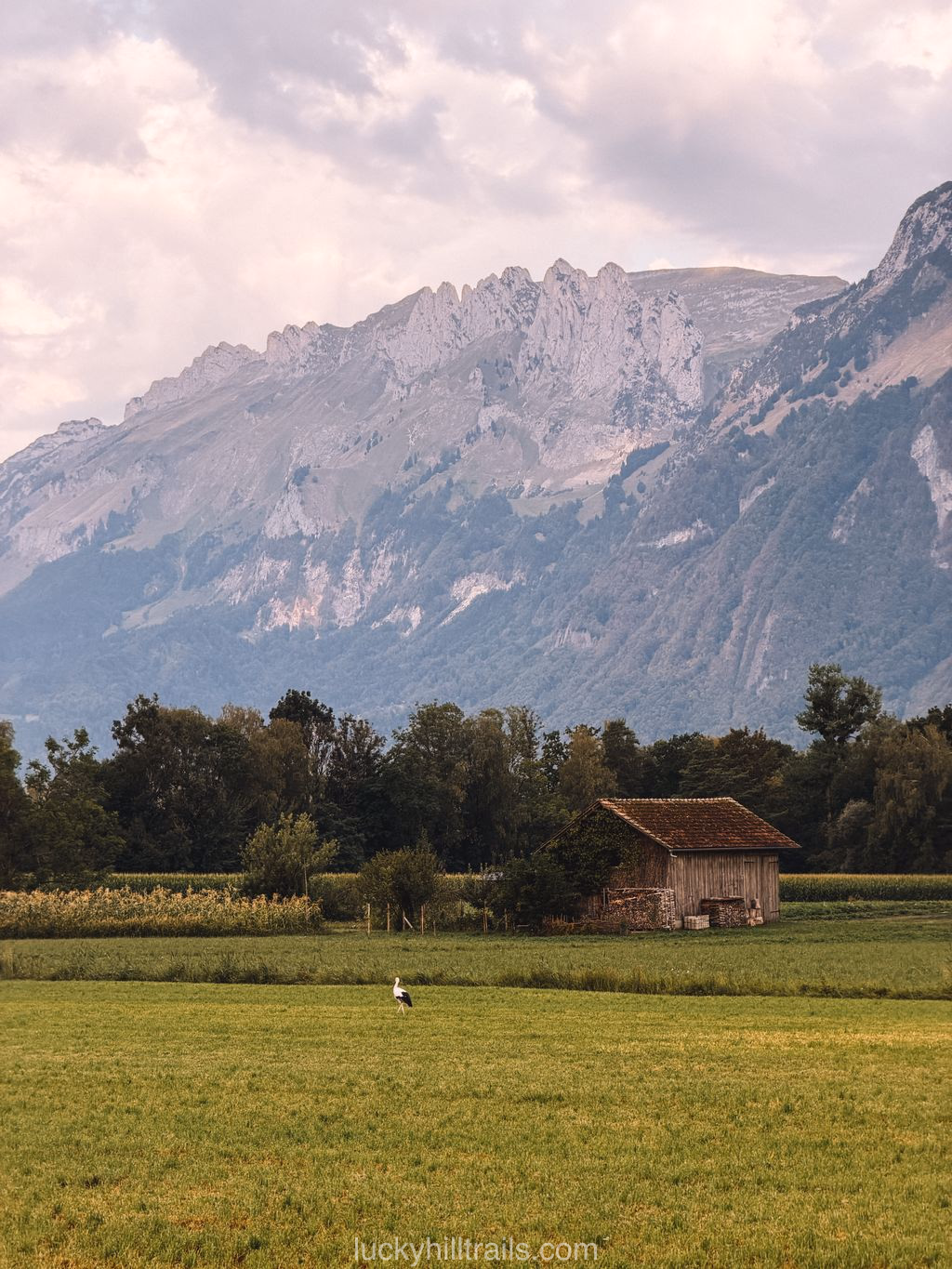 A stork in the Ruggeller Riet meadow with the Alps behind
