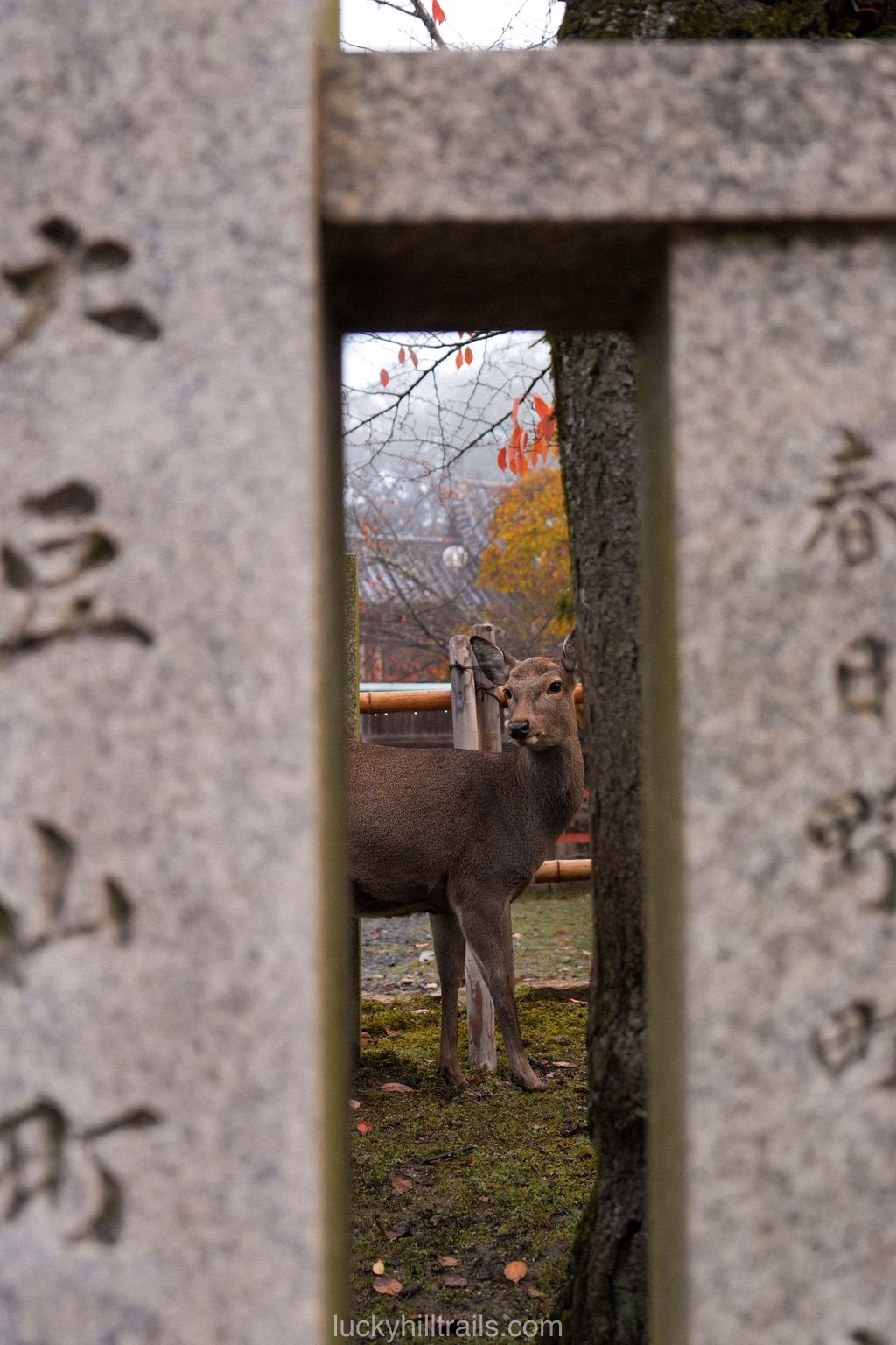 Deer among trees in the forest part of Nara Park