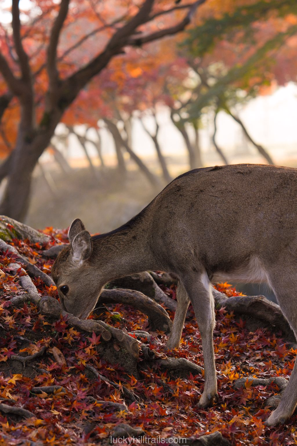 Deer among bright red and orange maples in Nara Park