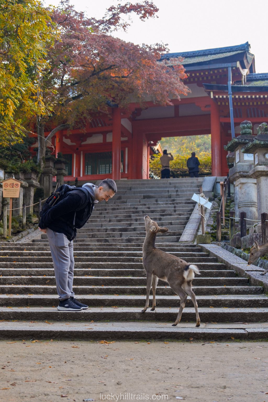 Boy and deer bowing to each other in Nara Park