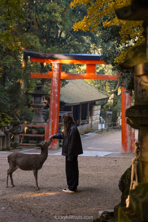 Nara in One Day: Route, Deer & Temples (Guide from Kyoto/Osaka)