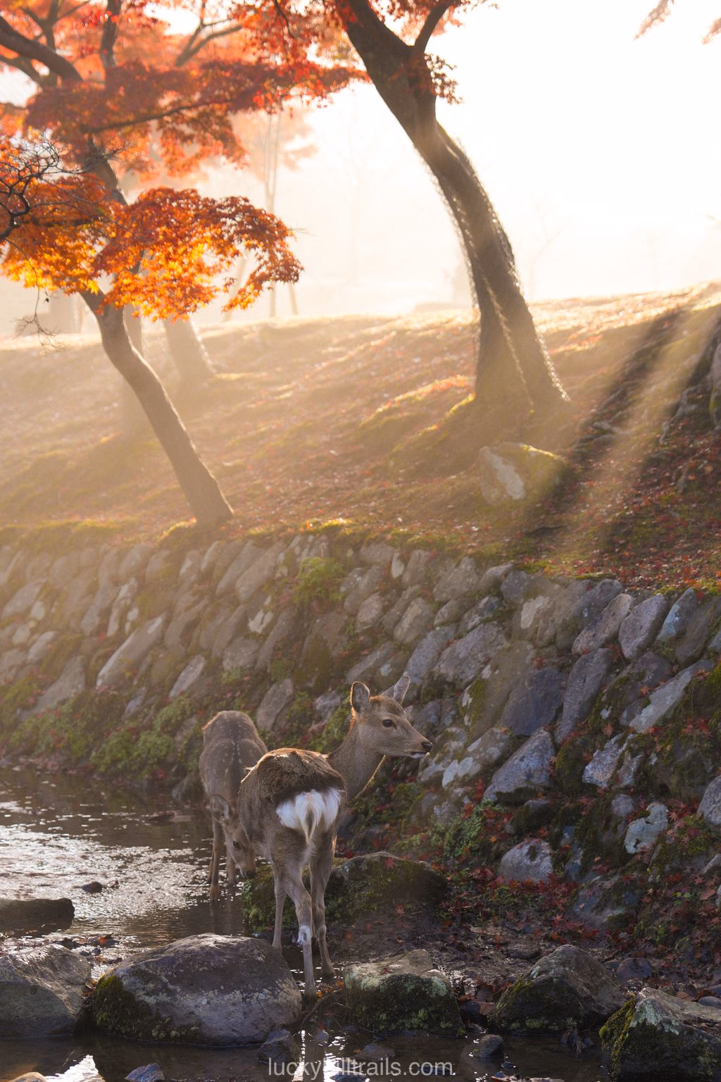 Deer among bright red maples at dawn in Nara Park