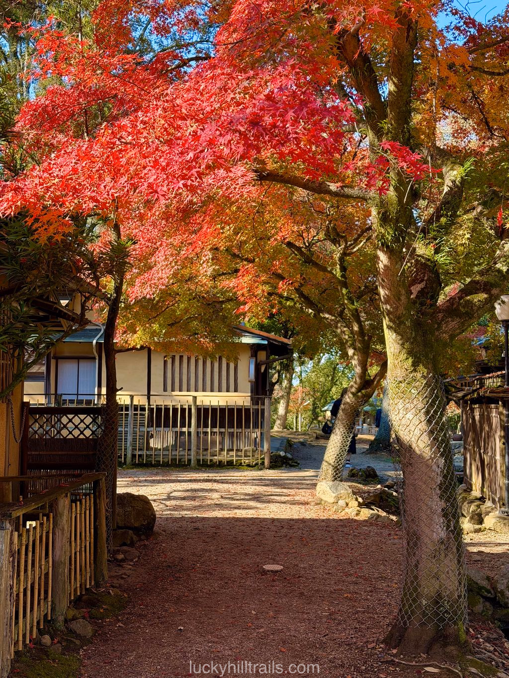 Bright autumn maples against the traditional Japanese architecture of Edosan