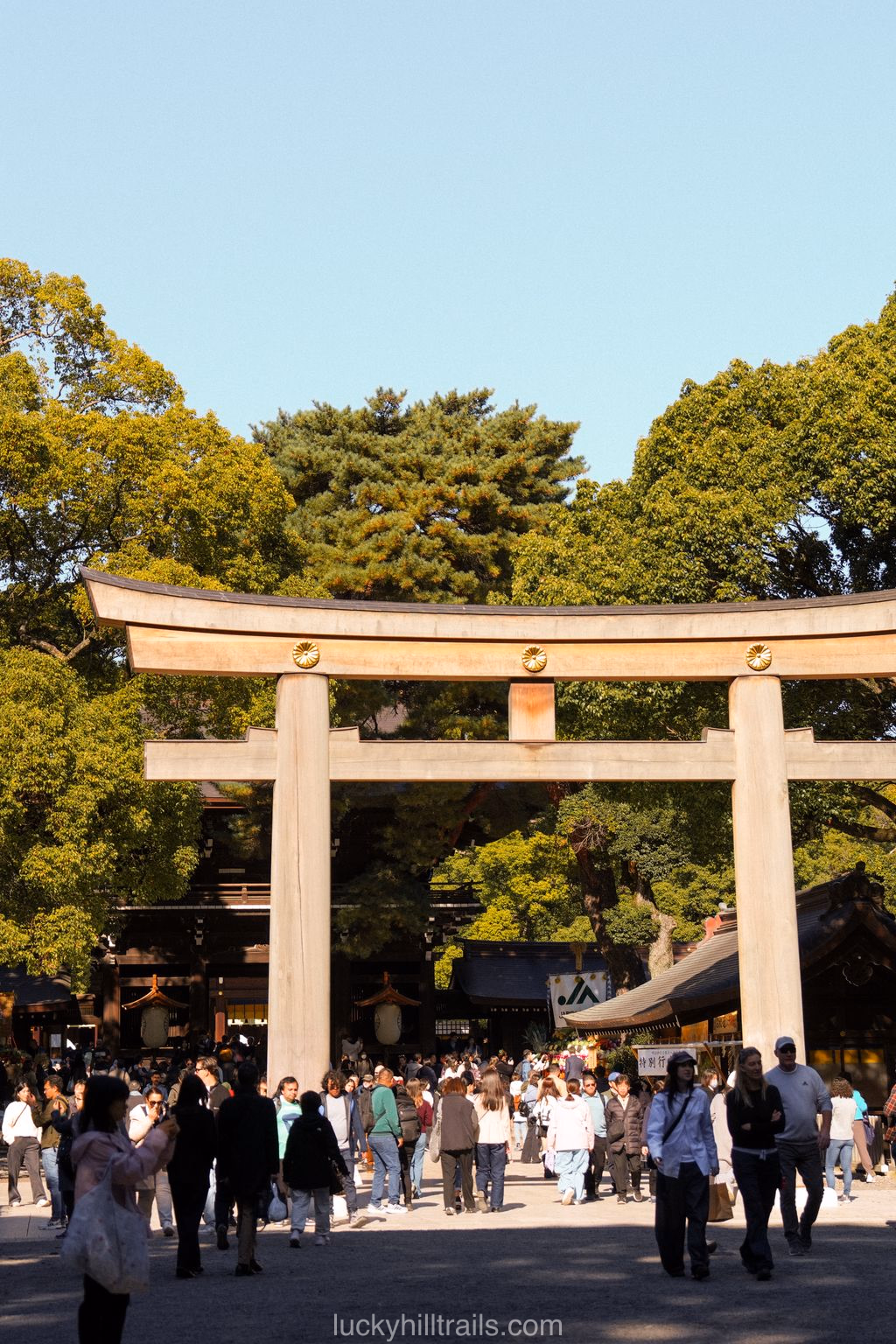Peace and harmony in the heart of Tokyo — Meiji Shrine among green forest